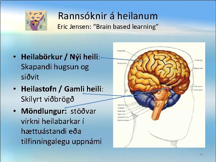 Rannsóknir á heilanum Eric Jensen: “Brain based learning” • Heilabörkur / Nýi heili: Skapandi
