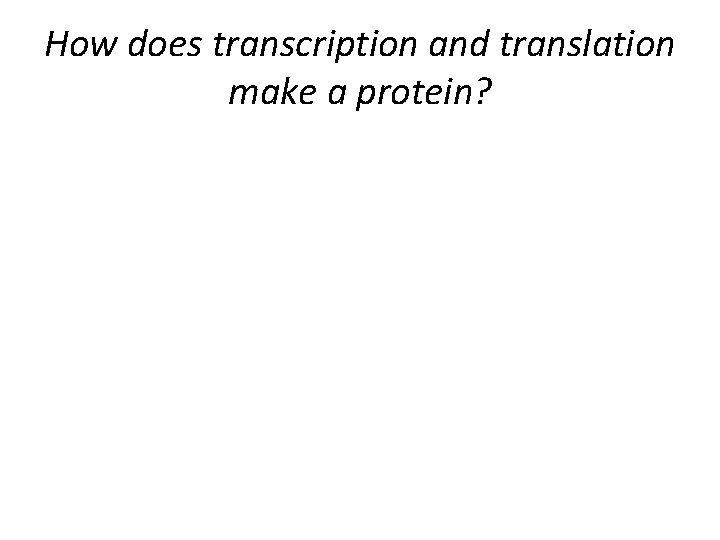 How does transcription and translation make a protein? 