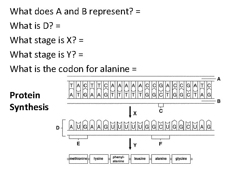 What does A and B represent? = What is D? = What stage is