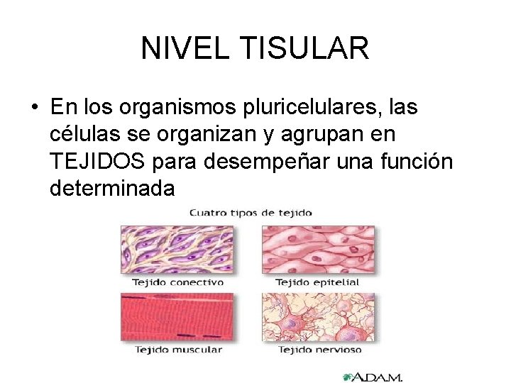 NIVEL TISULAR • En los organismos pluricelulares, las células se organizan y agrupan en