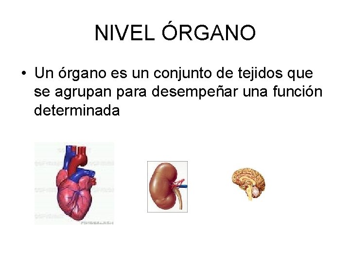NIVEL ÓRGANO • Un órgano es un conjunto de tejidos que se agrupan para