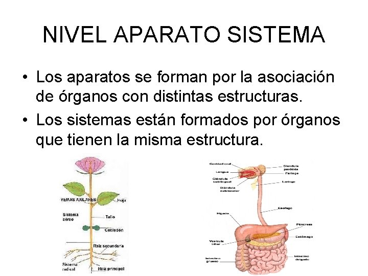 NIVEL APARATO SISTEMA • Los aparatos se forman por la asociación de órganos con