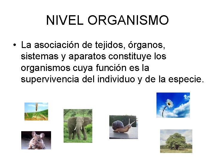 NIVEL ORGANISMO • La asociación de tejidos, órganos, sistemas y aparatos constituye los organismos