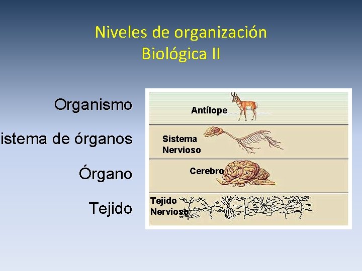 Niveles de organización Biológica II Organismo Sistema de órganos Antílope Sistema Nervioso Órgano Tejido