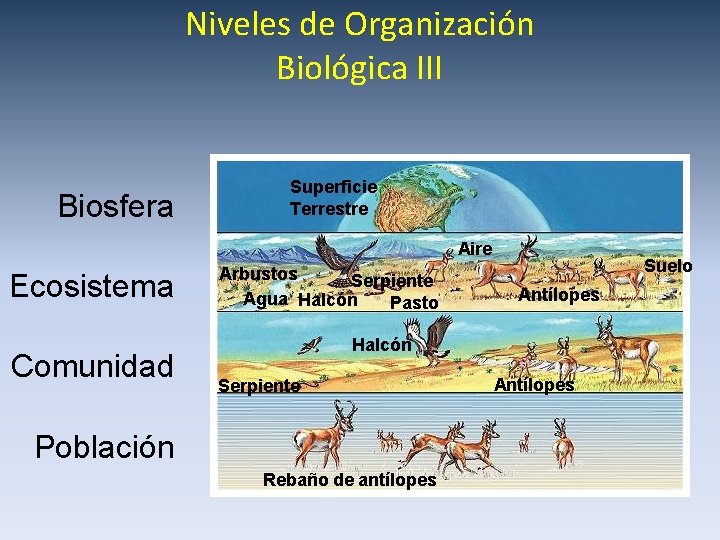 Niveles de Organización Biológica III Biosfera Superficie Terrestre Aire Ecosistema Comunidad Arbustos Serpiente Agua