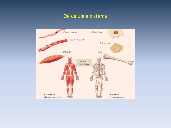 De célula a sistema 