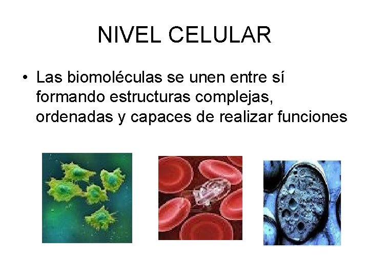 NIVEL CELULAR • Las biomoléculas se unen entre sí formando estructuras complejas, ordenadas y