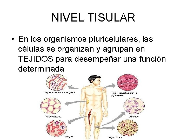 NIVEL TISULAR • En los organismos pluricelulares, las células se organizan y agrupan en