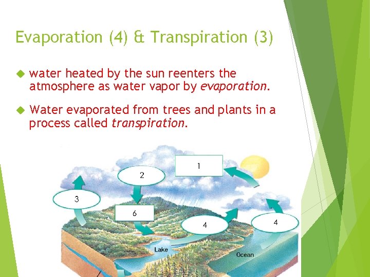 Evaporation (4) & Transpiration (3) water heated by the sun reenters the atmosphere as