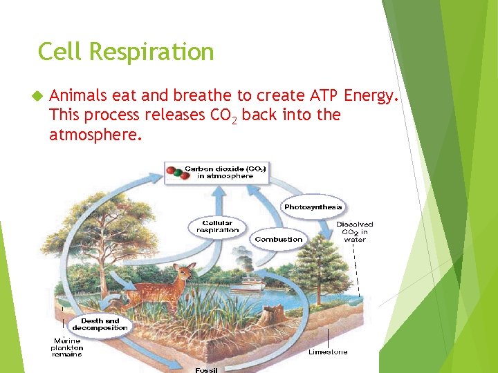 Cell Respiration Animals eat and breathe to create ATP Energy. This process releases CO
