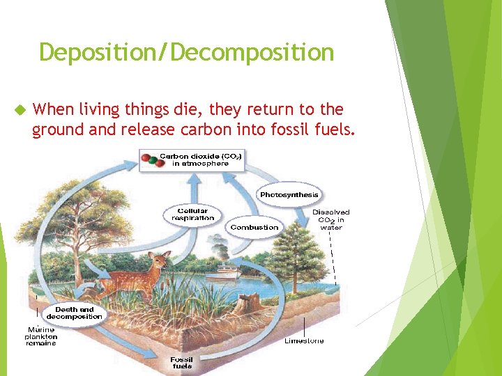 Deposition/Decomposition When living things die, they return to the ground and release carbon into