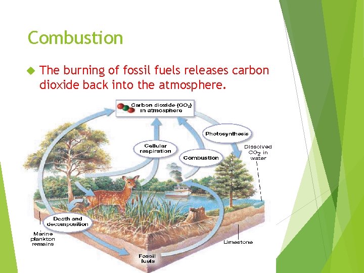 Combustion The burning of fossil fuels releases carbon dioxide back into the atmosphere. 