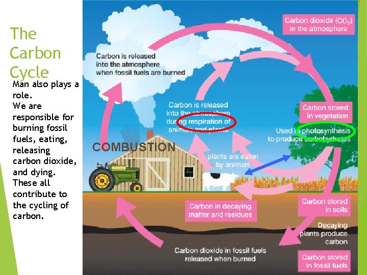 The Carbon Cycle Man also plays a role. We are responsible for burning fossil