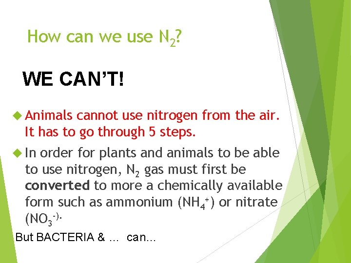 How can we use N 2? WE CAN’T! Animals cannot use nitrogen from the