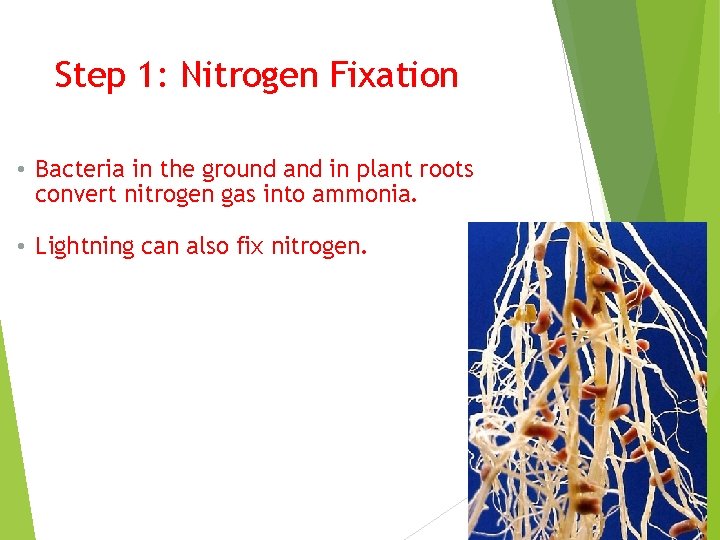 Step 1: Nitrogen Fixation • Bacteria in the ground and in plant roots convert