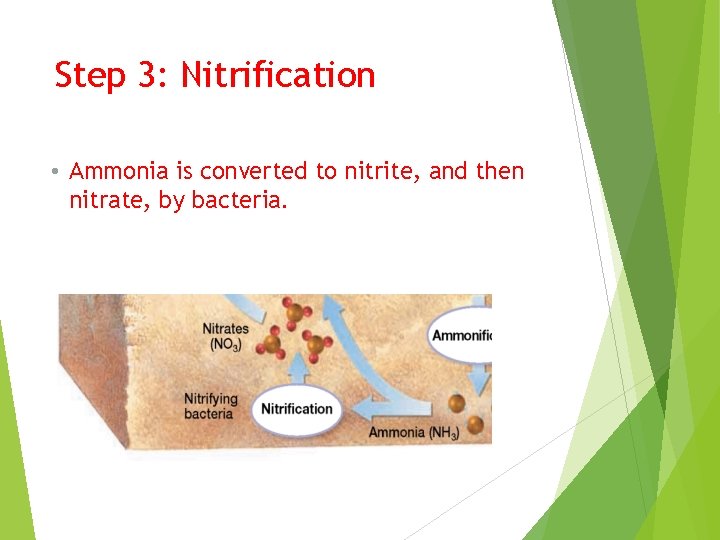 Step 3: Nitrification • Ammonia is converted to nitrite, and then nitrate, by bacteria.