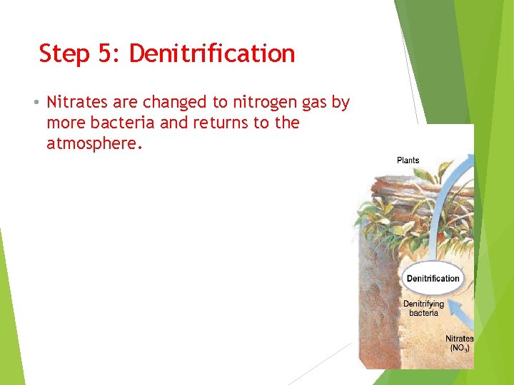 Step 5: Denitrification • Nitrates are changed to nitrogen gas by more bacteria and