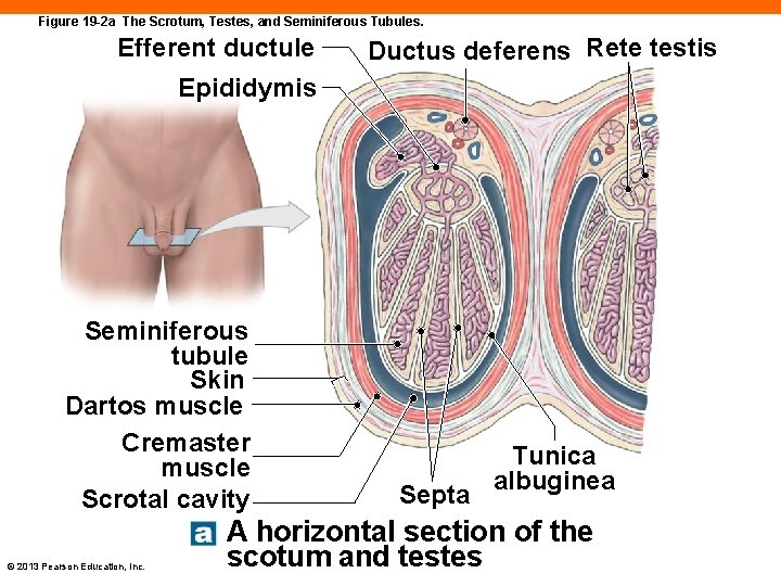 Figure 19 -2 a The Scrotum, Testes, and Seminiferous Tubules. Efferent ductule Ductus deferens