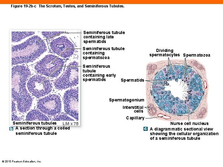 Figure 19 -2 b-c The Scrotum, Testes, and Seminiferous Tubules. Seminiferous tubule containing late