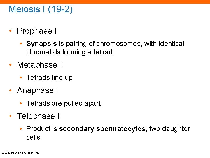 Meiosis I (19 -2) • Prophase I • Synapsis is pairing of chromosomes, with
