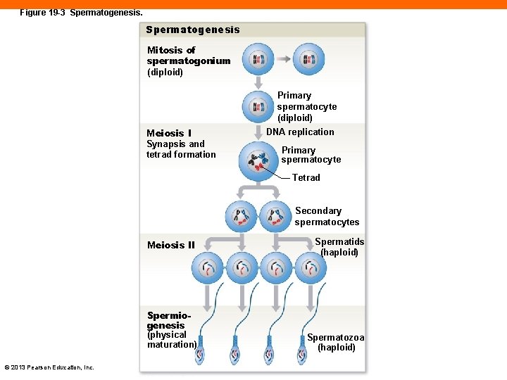 Figure 19 -3 Spermatogenesis Mitosis of spermatogonium (diploid) Primary spermatocyte (diploid) Meiosis I Synapsis
