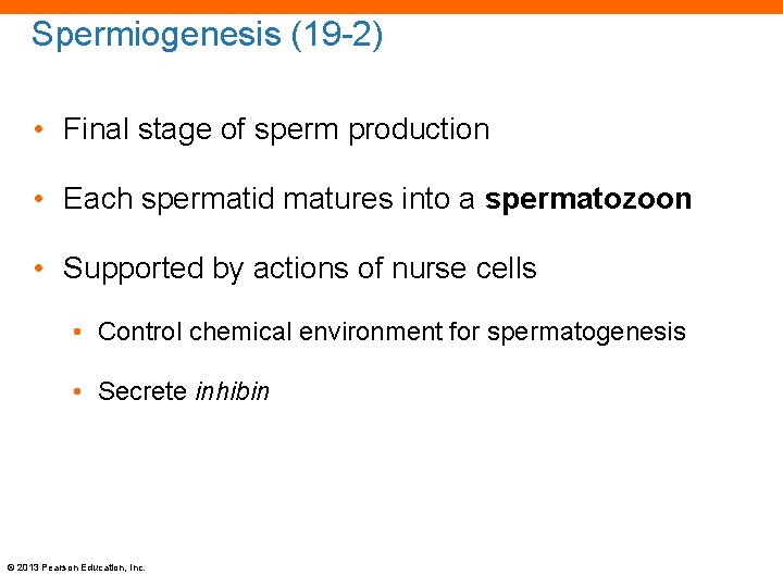 Spermiogenesis (19 -2) • Final stage of sperm production • Each spermatid matures into