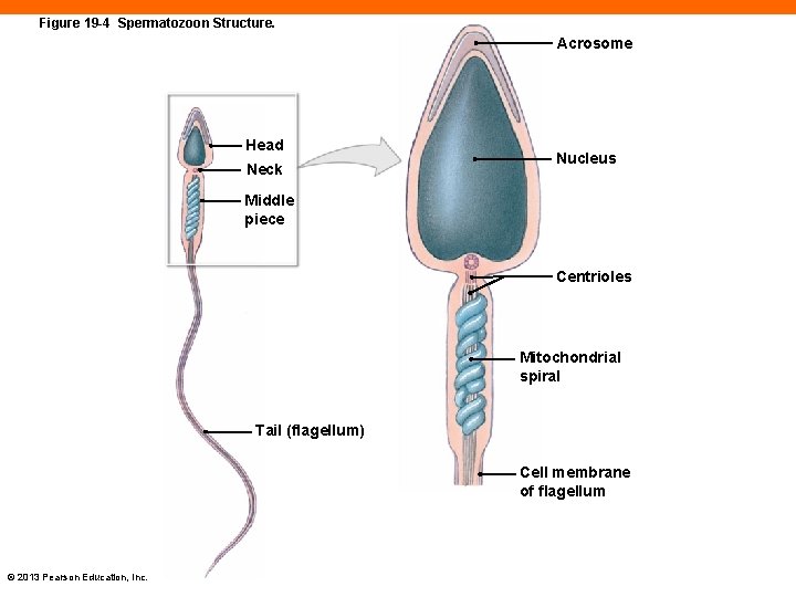 Figure 19 -4 Spermatozoon Structure. Acrosome Head Neck Nucleus Middle piece Centrioles Mitochondrial spiral