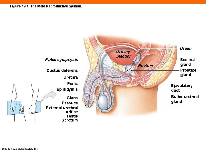 Figure 19 -1 The Male Reproductive System. Pubic symphysis Ureter Urinary bladder Rectum Ductus