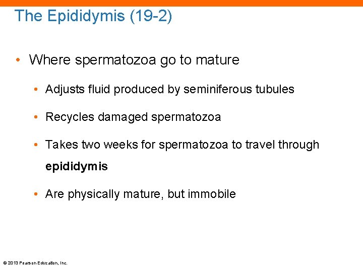 The Epididymis (19 -2) • Where spermatozoa go to mature • Adjusts fluid produced