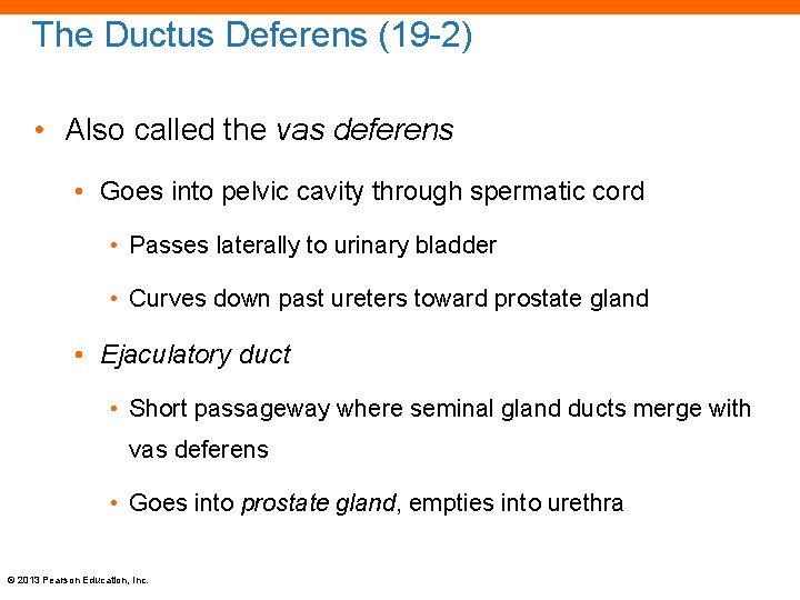 The Ductus Deferens (19 -2) • Also called the vas deferens • Goes into