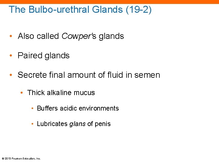The Bulbo-urethral Glands (19 -2) • Also called Cowper's glands • Paired glands •