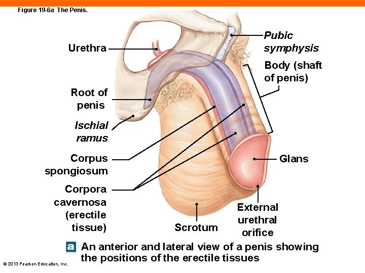 Figure 19 -6 a The Penis. Urethra Pubic symphysis Body (shaft of penis) Root