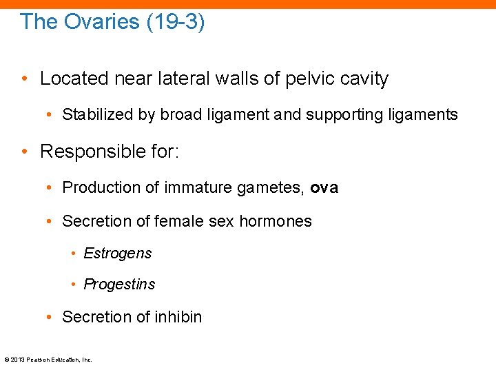 The Ovaries (19 -3) • Located near lateral walls of pelvic cavity • Stabilized