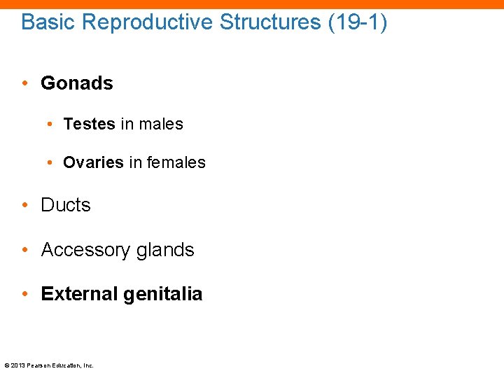 Basic Reproductive Structures (19 -1) • Gonads • Testes in males • Ovaries in