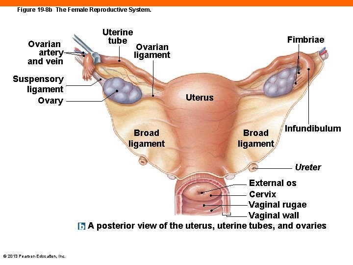 Figure 19 -8 b The Female Reproductive System. Ovarian artery and vein Uterine tube