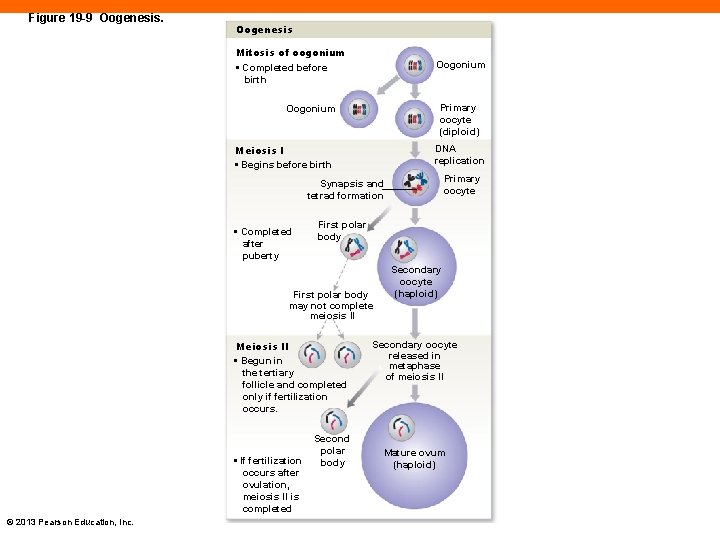 Figure 19 -9 Oogenesis Mitosis of oogonium • Completed before birth Oogonium Primary oocyte