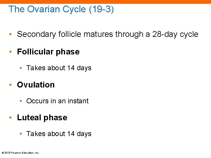 The Ovarian Cycle (19 -3) • Secondary follicle matures through a 28 -day cycle