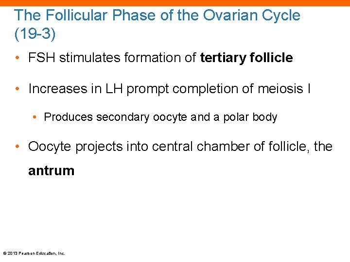 The Follicular Phase of the Ovarian Cycle (19 -3) • FSH stimulates formation of