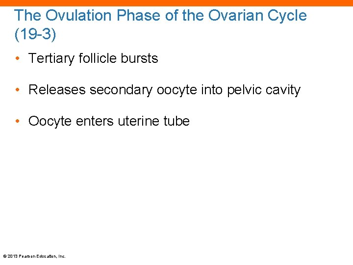 The Ovulation Phase of the Ovarian Cycle (19 -3) • Tertiary follicle bursts •