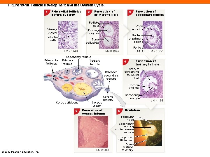 Figure 19 -10 Follicle Development and the Ovarian Cycle. Primordial follicles before puberty Follicle