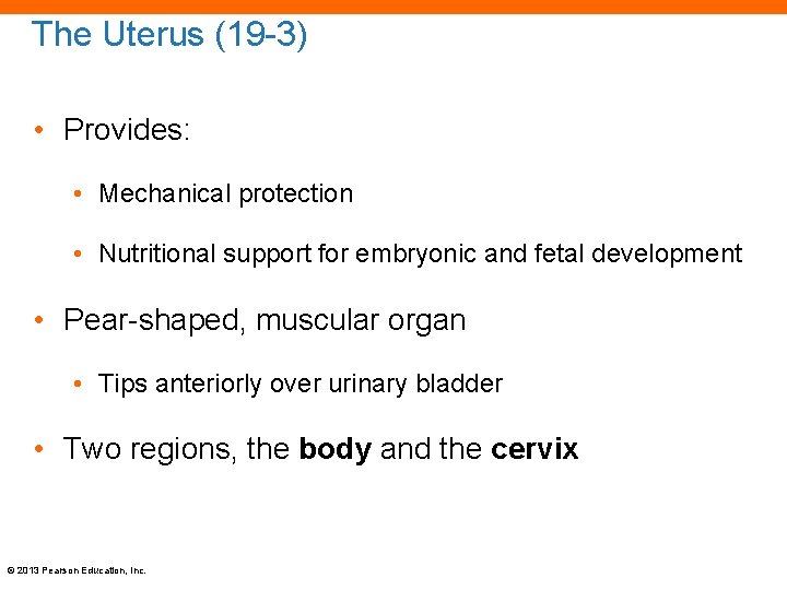 The Uterus (19 -3) • Provides: • Mechanical protection • Nutritional support for embryonic