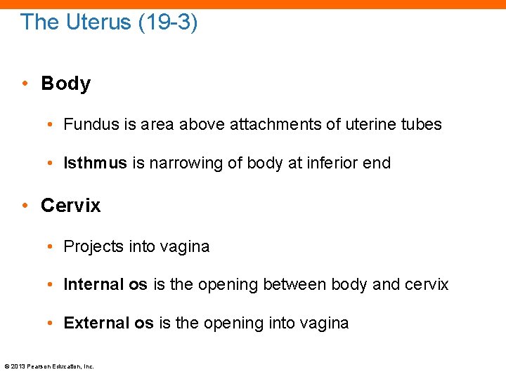 The Uterus (19 -3) • Body • Fundus is area above attachments of uterine