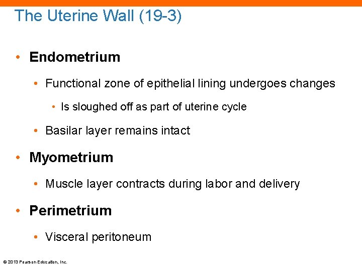 The Uterine Wall (19 -3) • Endometrium • Functional zone of epithelial lining undergoes