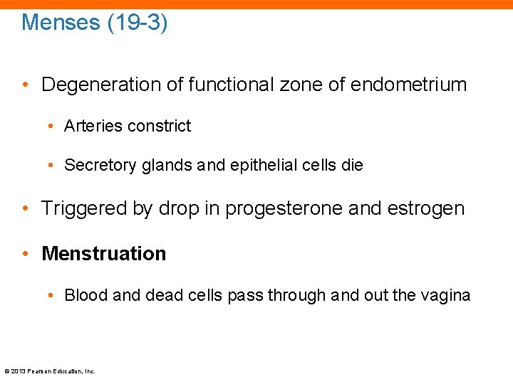 Menses (19 -3) • Degeneration of functional zone of endometrium • Arteries constrict •