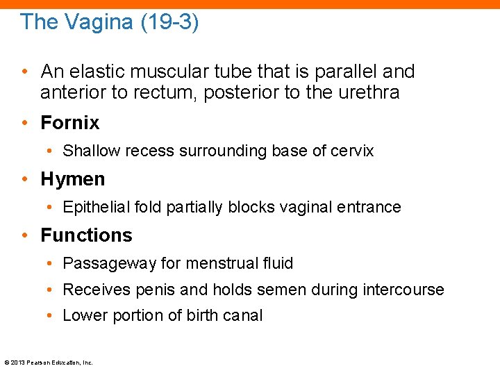 The Vagina (19 -3) • An elastic muscular tube that is parallel and anterior