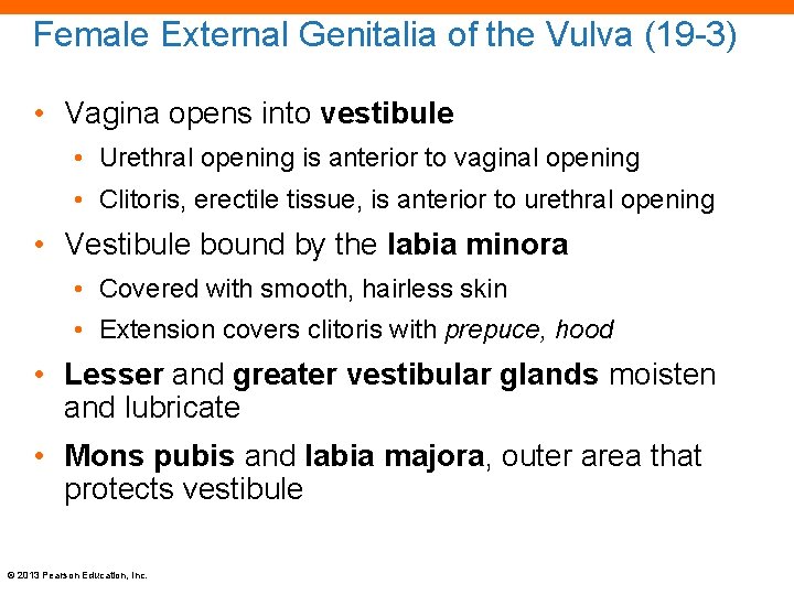 Female External Genitalia of the Vulva (19 -3) • Vagina opens into vestibule •