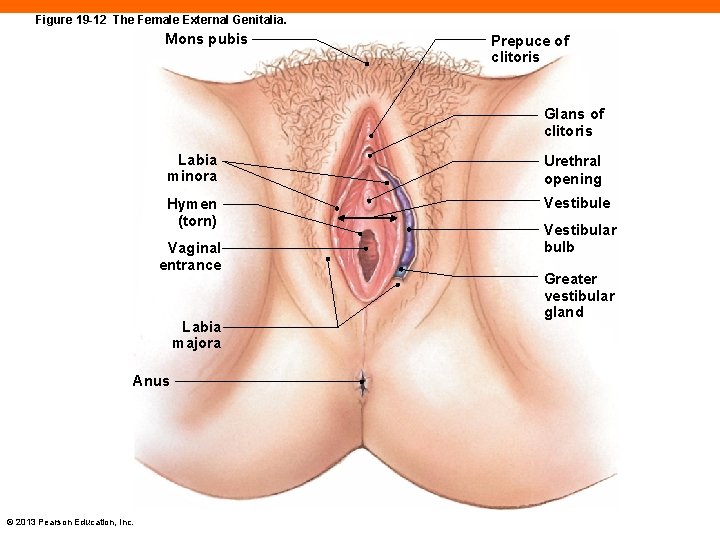 Figure 19 -12 The Female External Genitalia. Mons pubis Prepuce of clitoris Glans of