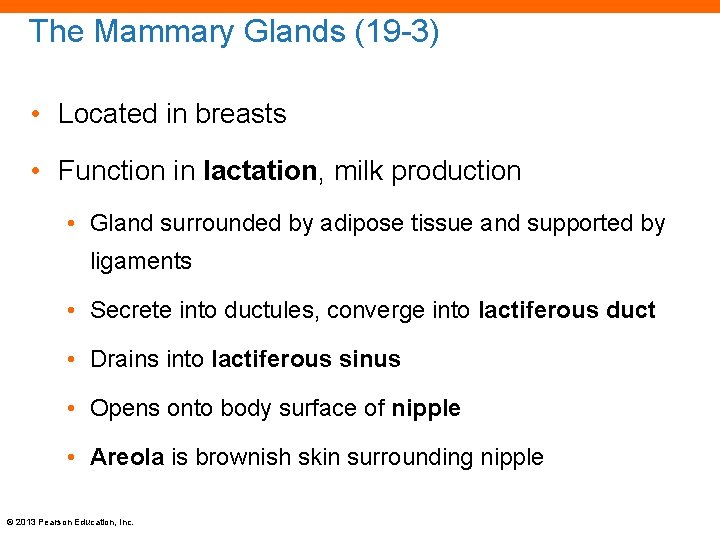 The Mammary Glands (19 -3) • Located in breasts • Function in lactation, milk