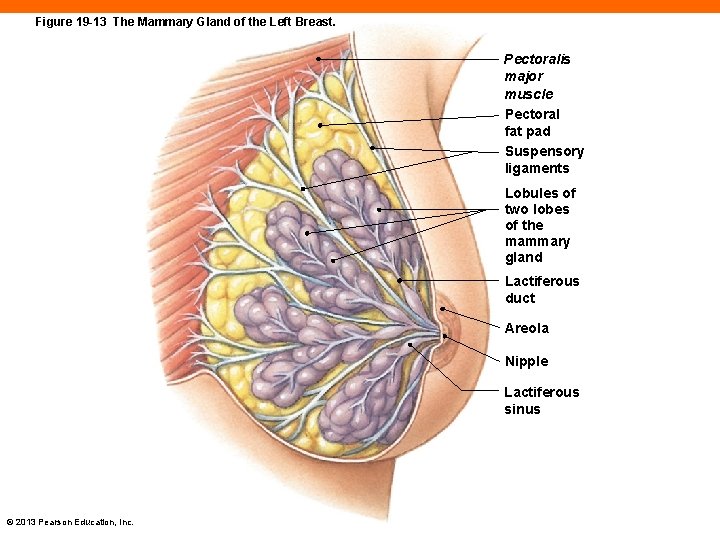 Figure 19 -13 The Mammary Gland of the Left Breast. Pectoralis major muscle Pectoral