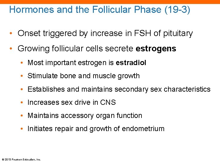 Hormones and the Follicular Phase (19 -3) • Onset triggered by increase in FSH